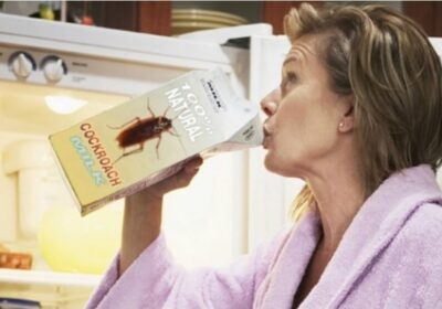 La leche de cucaracha: el superalimento 4 veces más nutritivo que la leche de vaca (pero que nadie quiere probar)